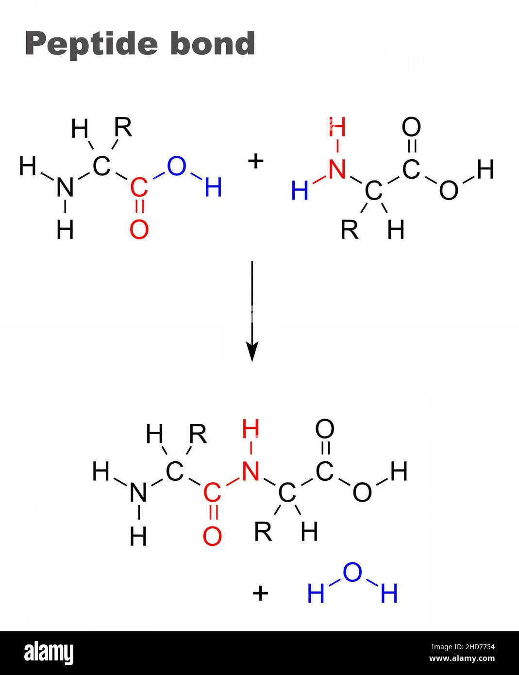 Peptide bond. The amide bond is synthesized when the carboxyl group of