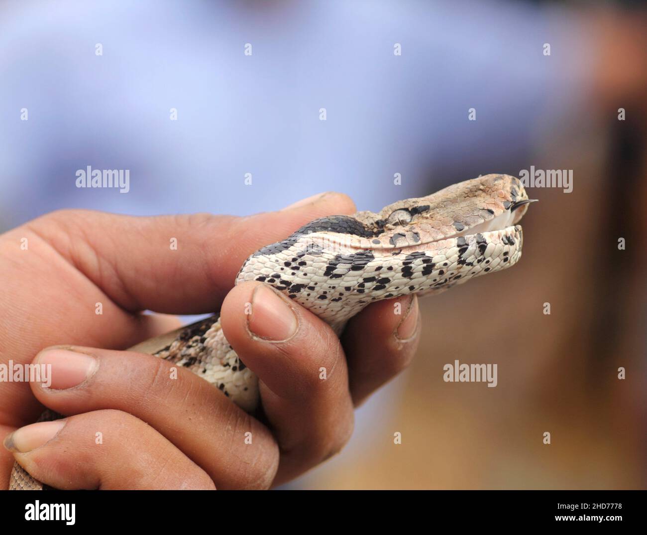 Snake being held hires stock photography and images Alamy