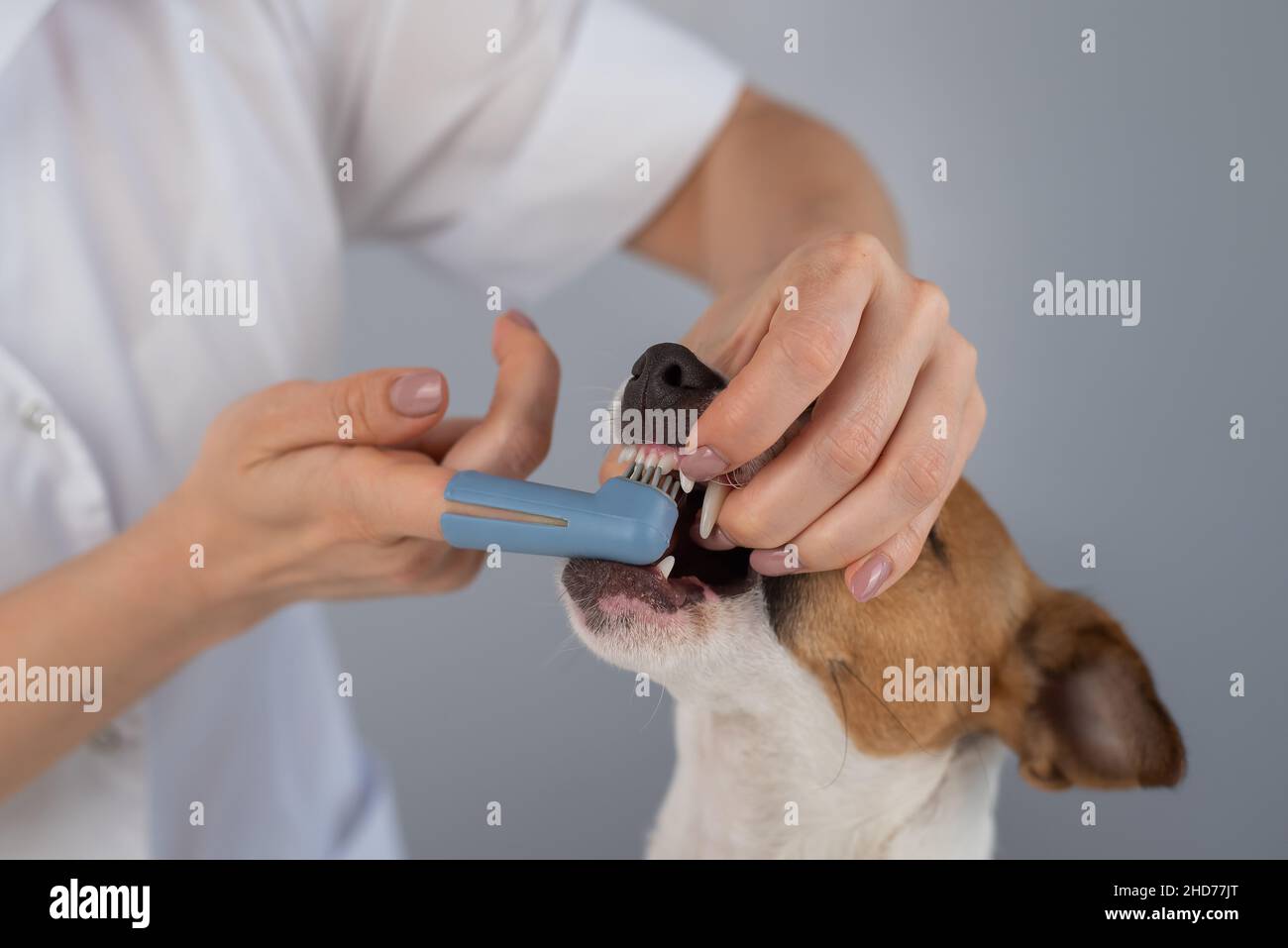 Woman veterinarian brushes the teeth of the dog jack russell terrier with a special brush