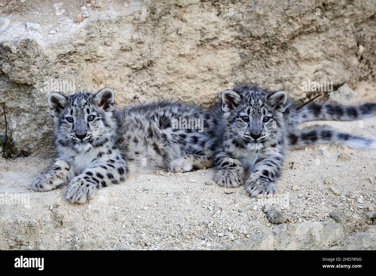 Snow leopard (Panthera uncia) babies 3 months, captive. BioParc Doué la Fontaine, France. Stock Photo