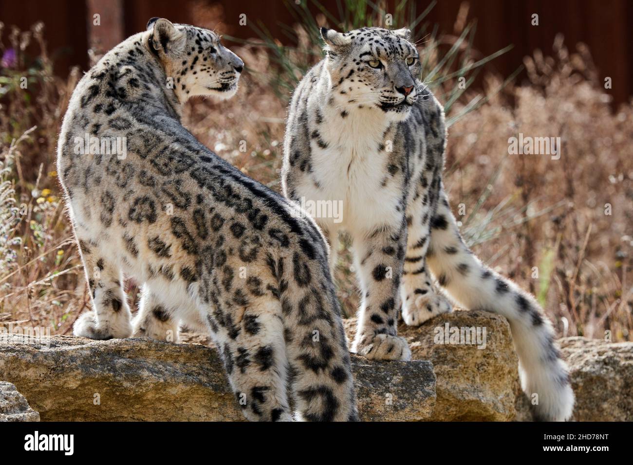 Snow leopard (Panthera uncia) pair. BioParc Doué la Fontaine, France. Stock Photo