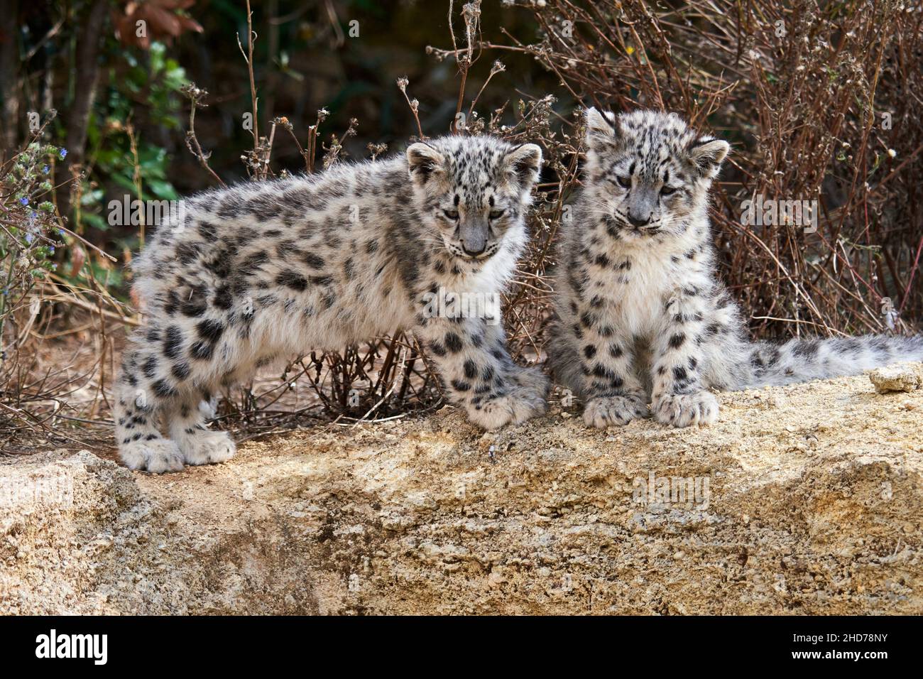 Snow leopard (Panthera uncia) babies 3 months, captive. BioParc Doué la Fontaine, France. Stock Photo