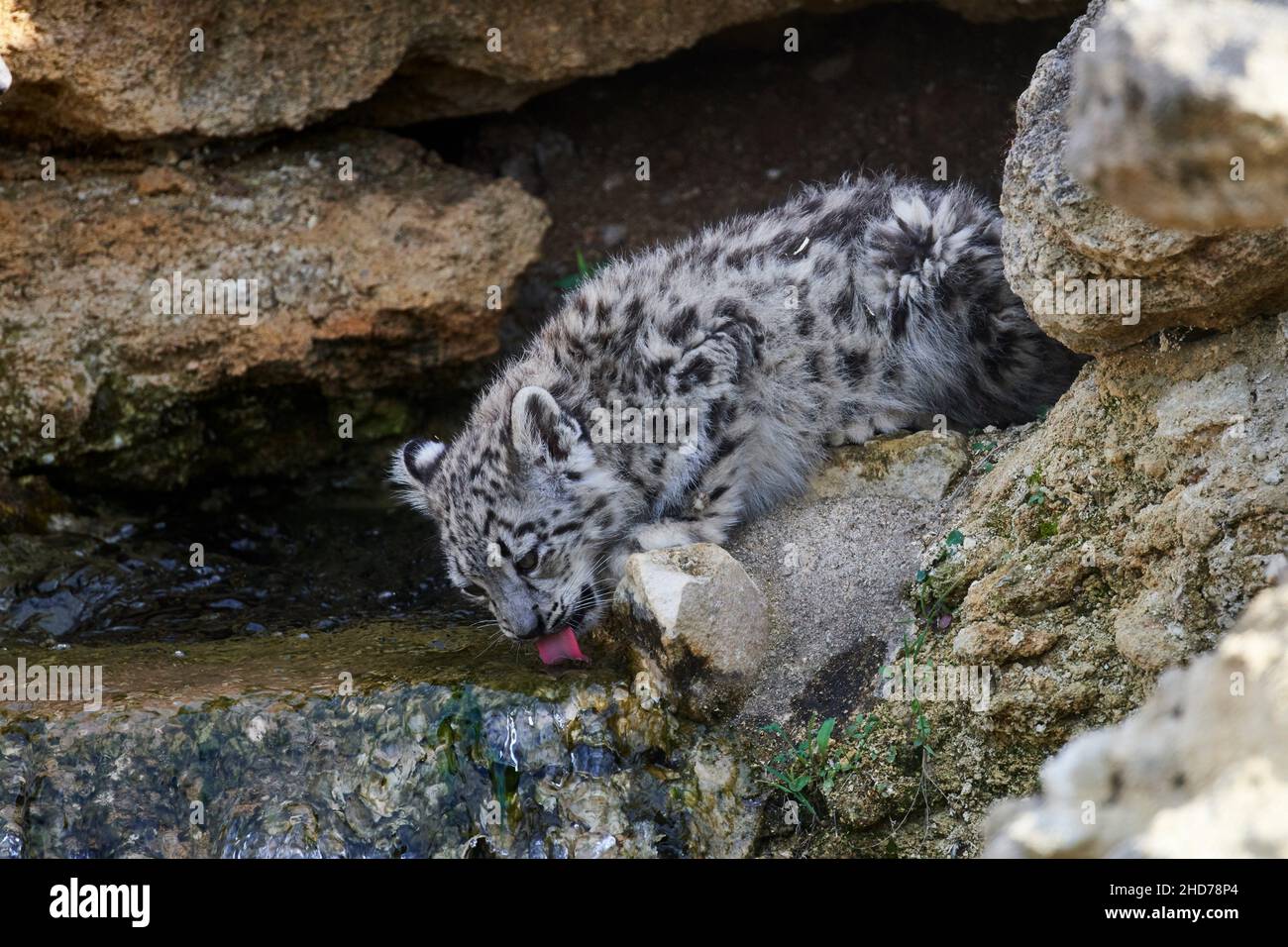 Snow leopard (Panthera uncia) baby 3 months old drinking, captive. BioParc Doué la Fontaine, France. Stock Photo