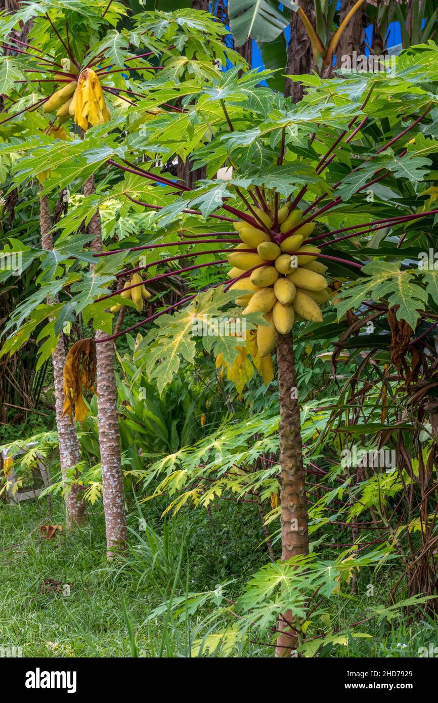 Yellow papayas in Lundu district, Sarawak, East Malaysia, Borneo Stock