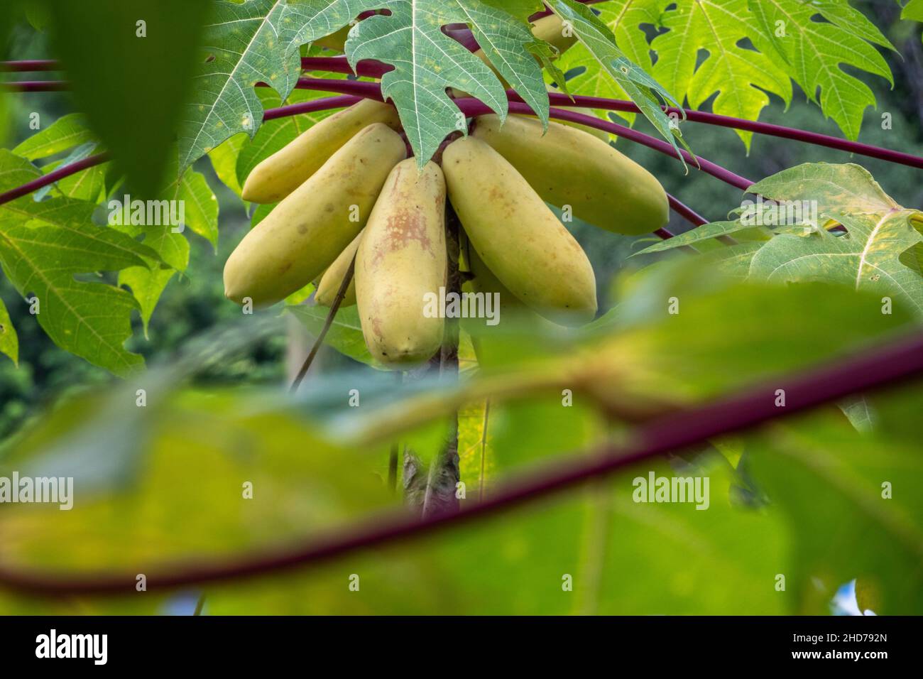 Yellow papayas in Lundu district, Sarawak, East Malaysia, Borneo Stock