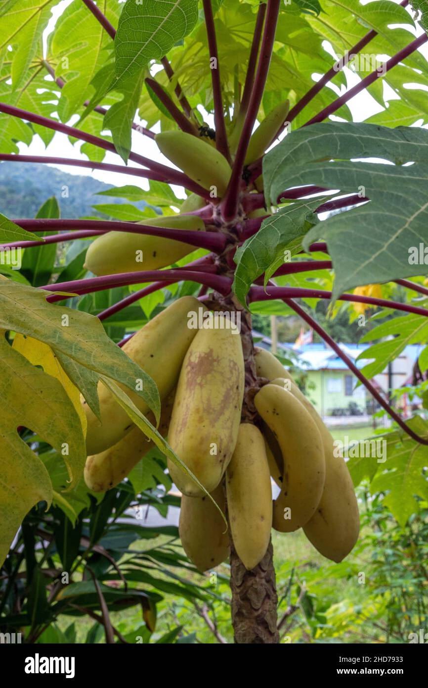 Yellow papayas in Lundu district, Sarawak, East Malaysia, Borneo Stock