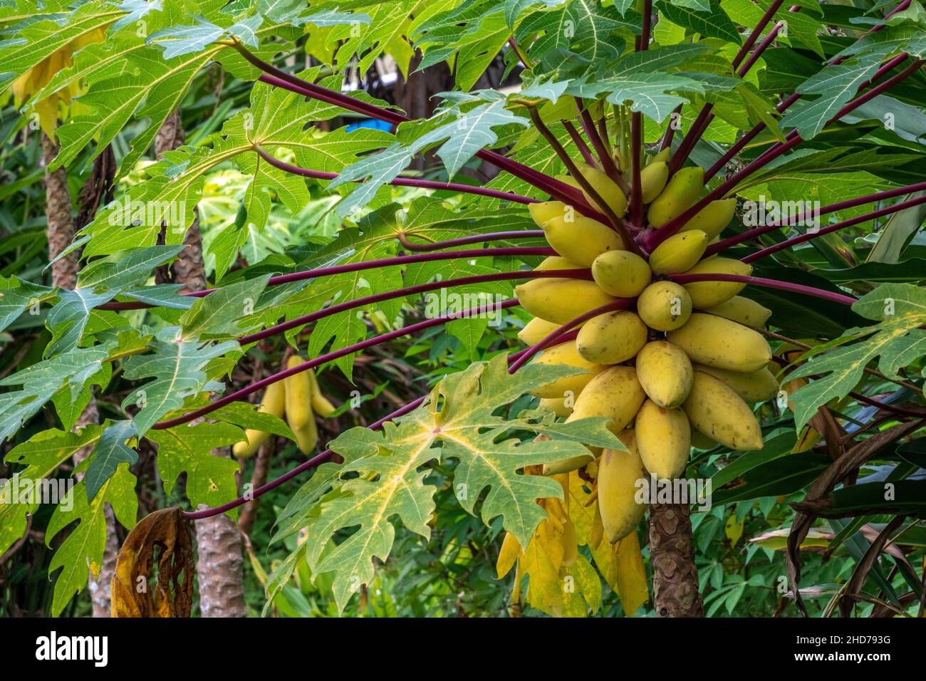 Yellow papayas in Lundu district, Sarawak, East Malaysia, Borneo Stock