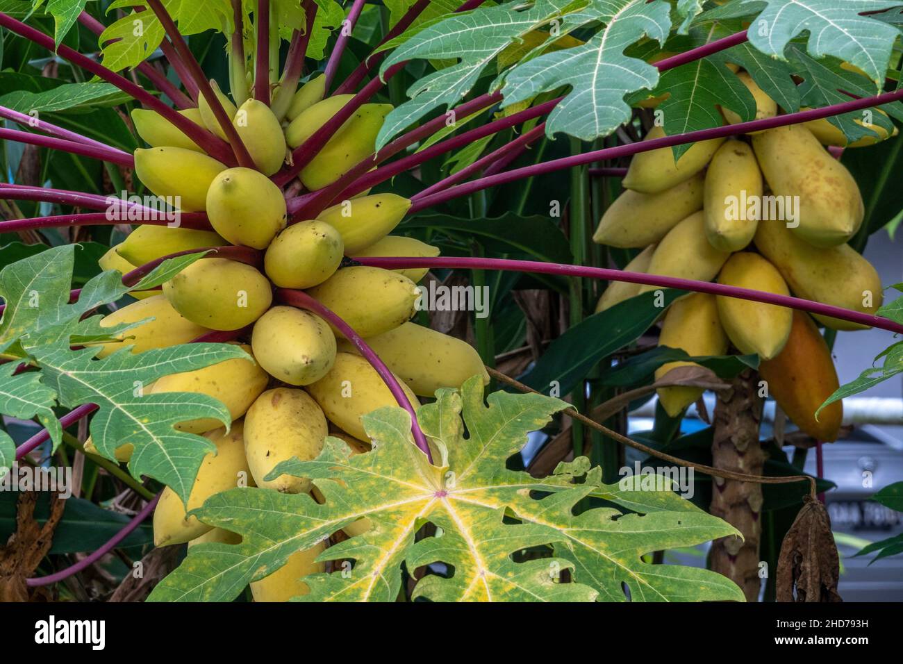 Yellow papayas in Lundu district, Sarawak, East Malaysia, Borneo Stock