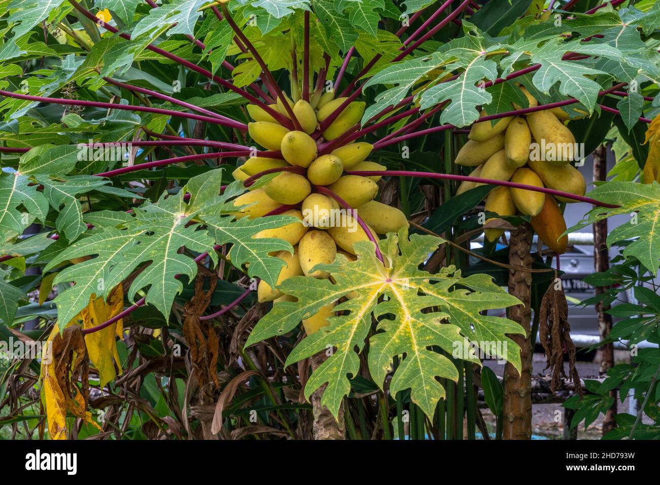Yellow papayas in Lundu district, Sarawak, East Malaysia, Borneo Stock