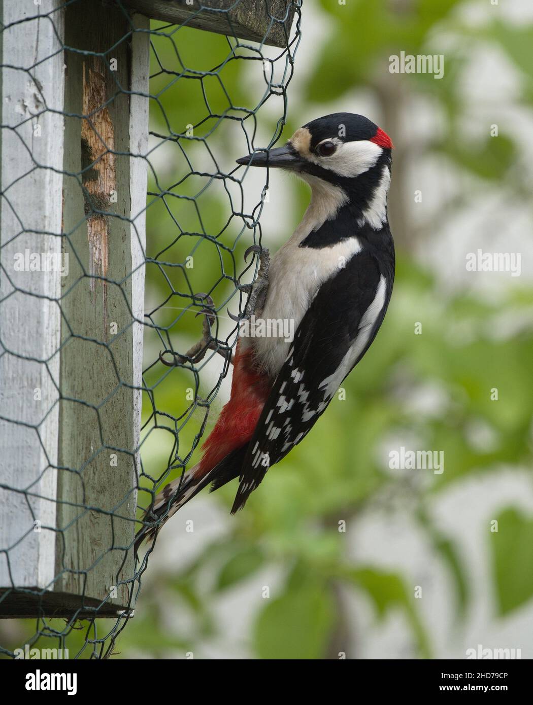 Great spotted woodpecker at nest box hi-res stock photography and