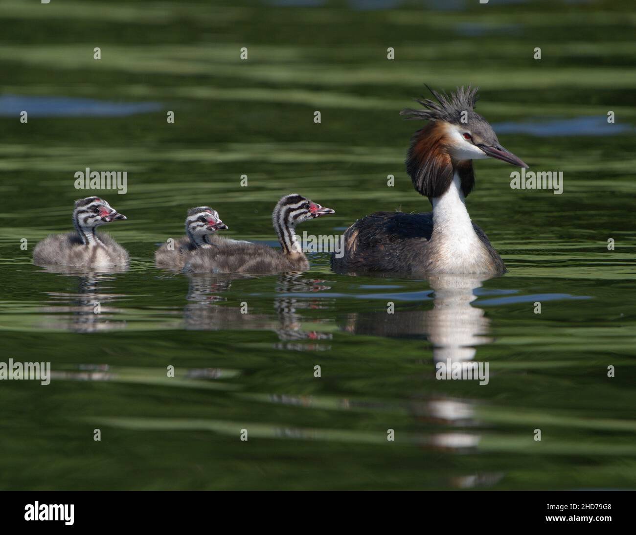Greate Crested Grebe with chicks Västervik Småland Sweden. Stock Photo