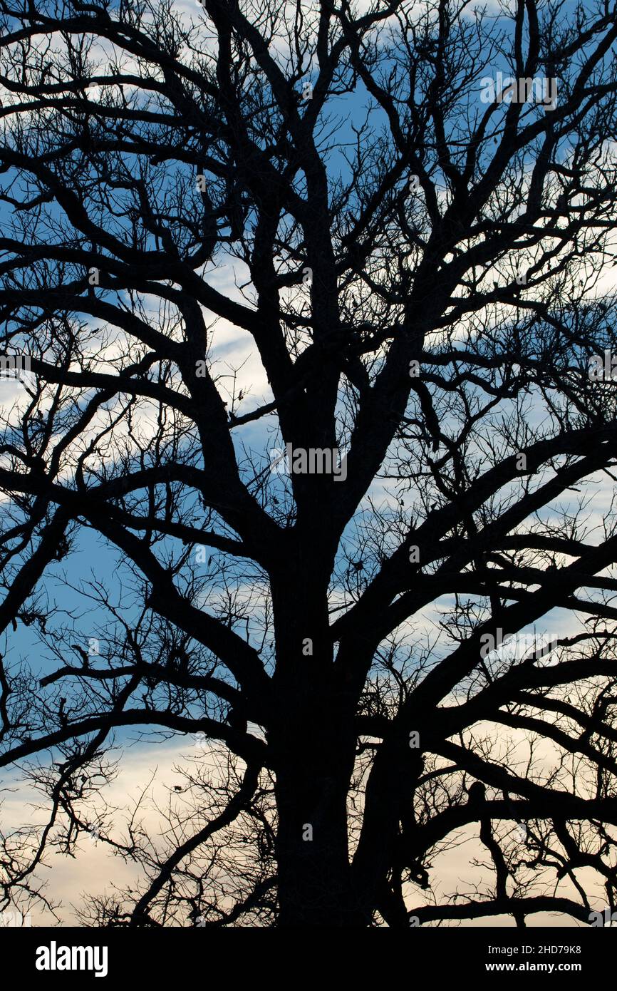 Tree silhouette, Fisher Meadows Recreation Area, Avon, Connecticut. Stock Photo