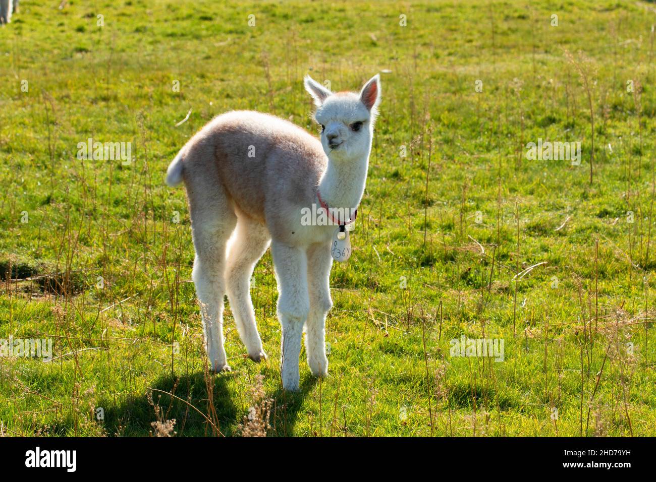 Alpaca, Alpaca Country Estates, Deschutes County, Oregon. Stock Photo