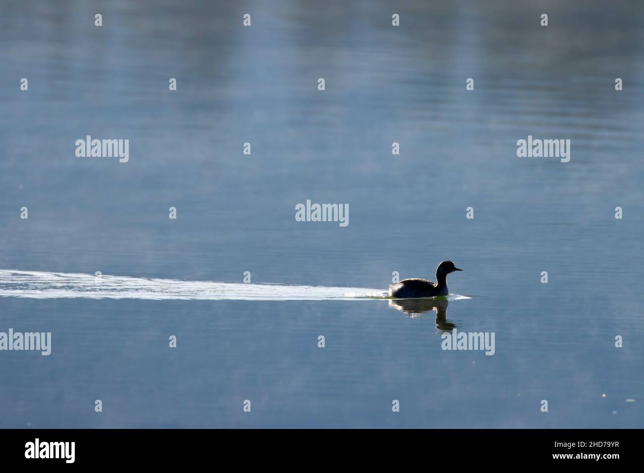 Pied-billed grebe (Podilymbus podiceps) silhouette at Lava Lake, Cascade Lakes National Scenic Byway, Deschutes National Forest, Oregon. Stock Photo