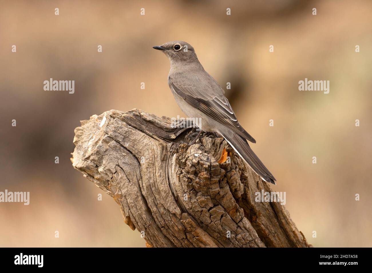Townsend's Solitaire (Myadestes townsendi), Cabin Lake Viewing Blind, Deschutes National Forest, Oregon. Stock Photo