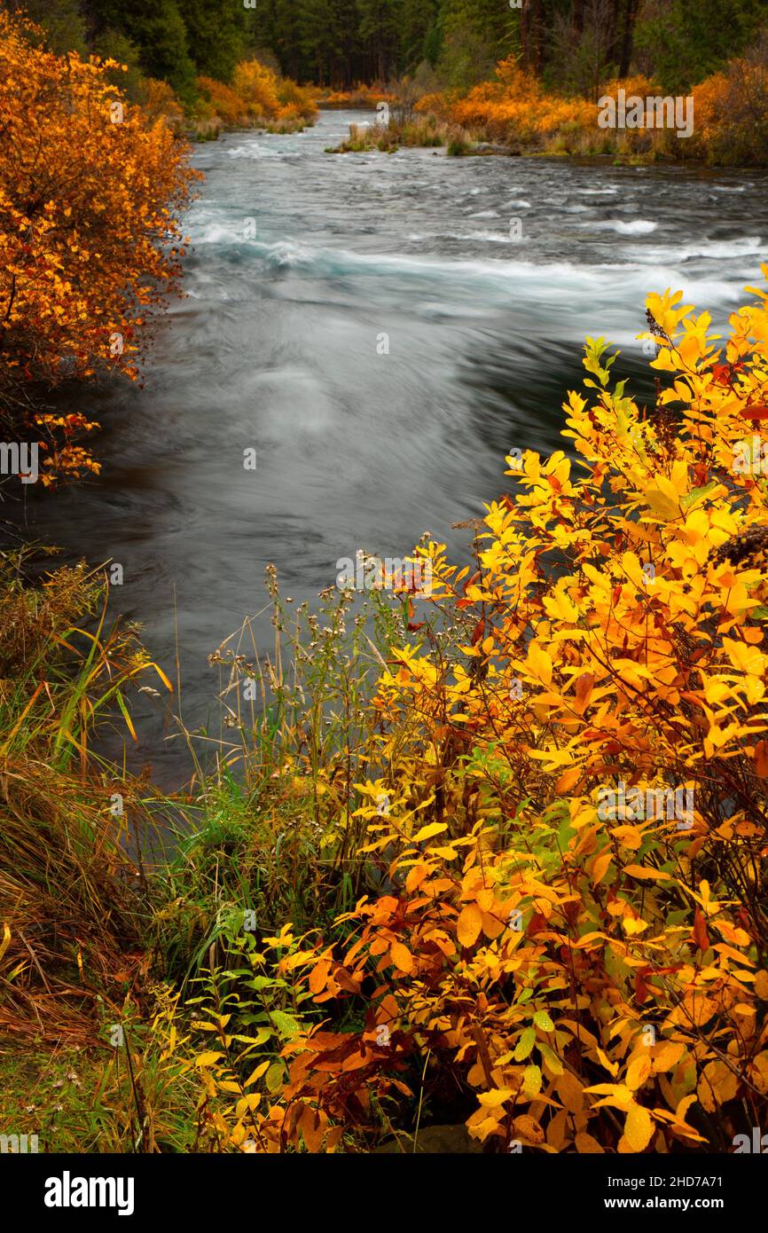 Metolius Wild and Scenic River in autumn, Deschutes National Forest, Oregon. Stock Photo