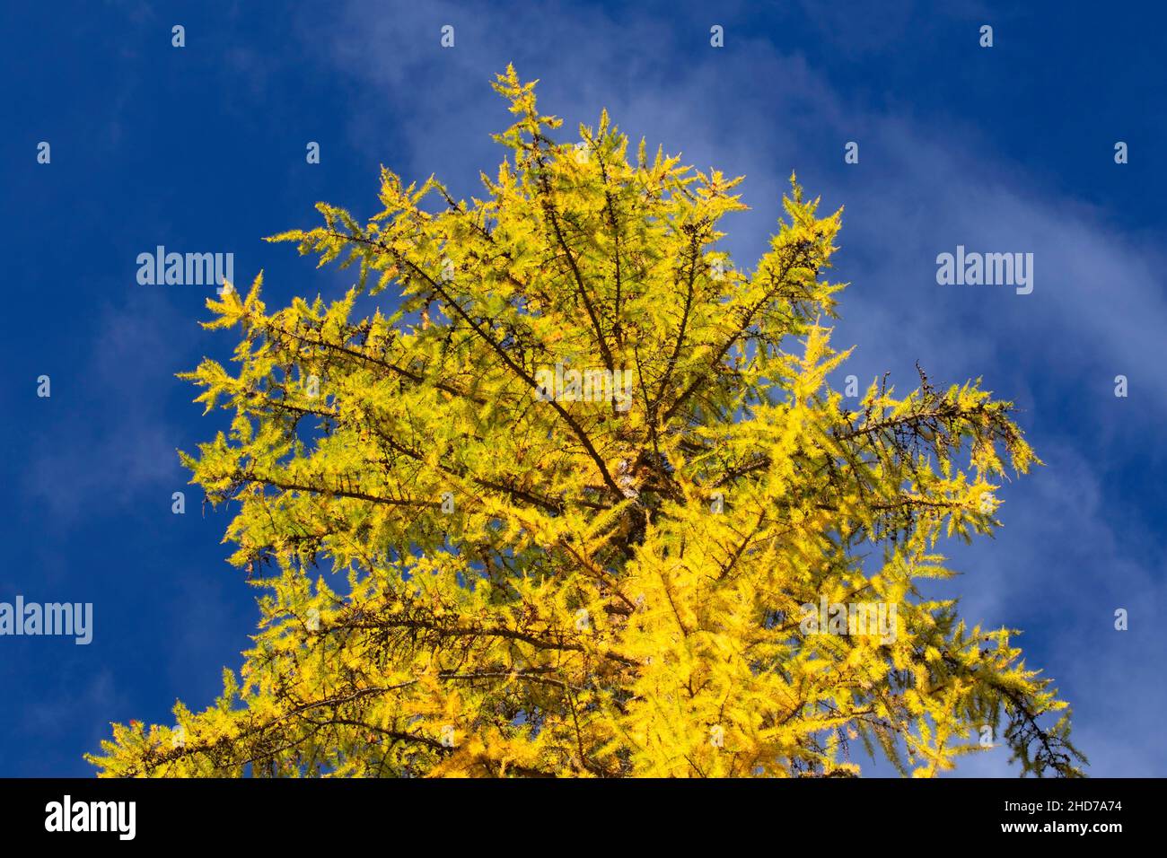 Larch in autumn, Metolius Wild and Scenic River, Deschutes National Forest, Oregon. Stock Photo
