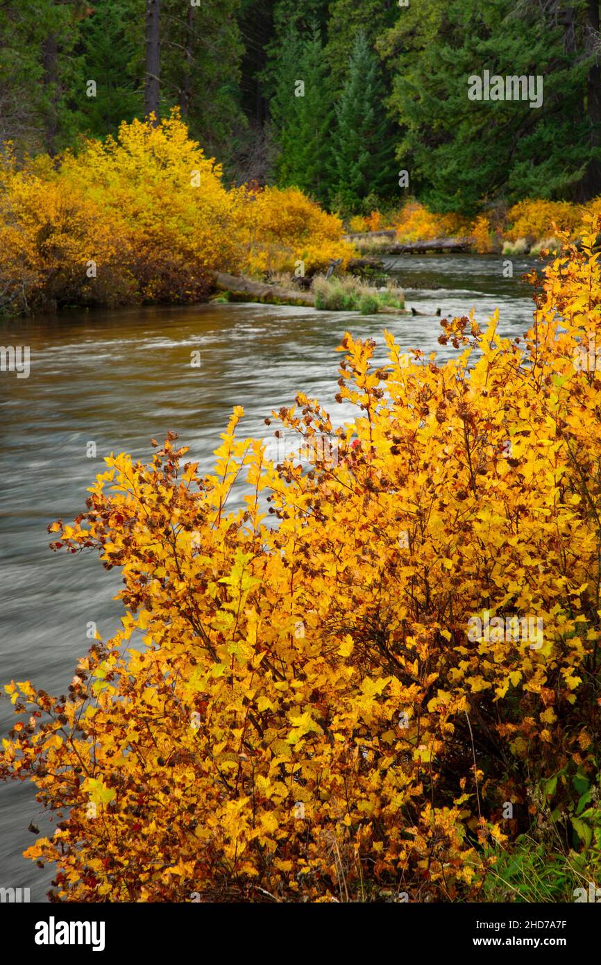 Metolius Wild and Scenic River in autumn, Deschutes National Forest, Oregon. Stock Photo