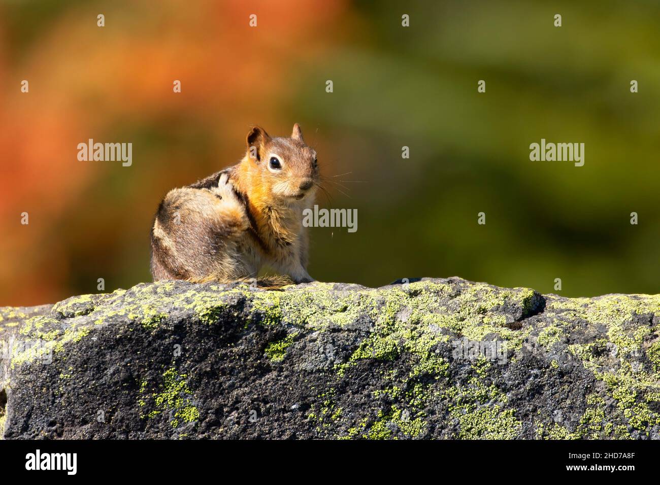 Golden-mantled ground squirrel (Spermophilus lateralis) at Charlton Lake, Deschutes National Forest, Oregon. Stock Photo