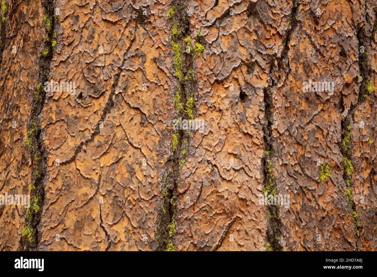Ponderosa pine (Pinus ponderosa) bark, Metolius Wild and Scenic River, Deschutes National Forest, Oregon. Stock Photo