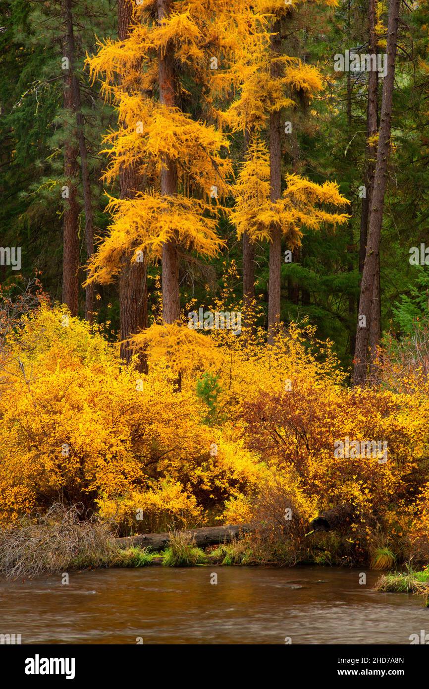 Metolius Wild and Scenic River with larch in autumn, Deschutes National Forest, Oregon. Stock Photo