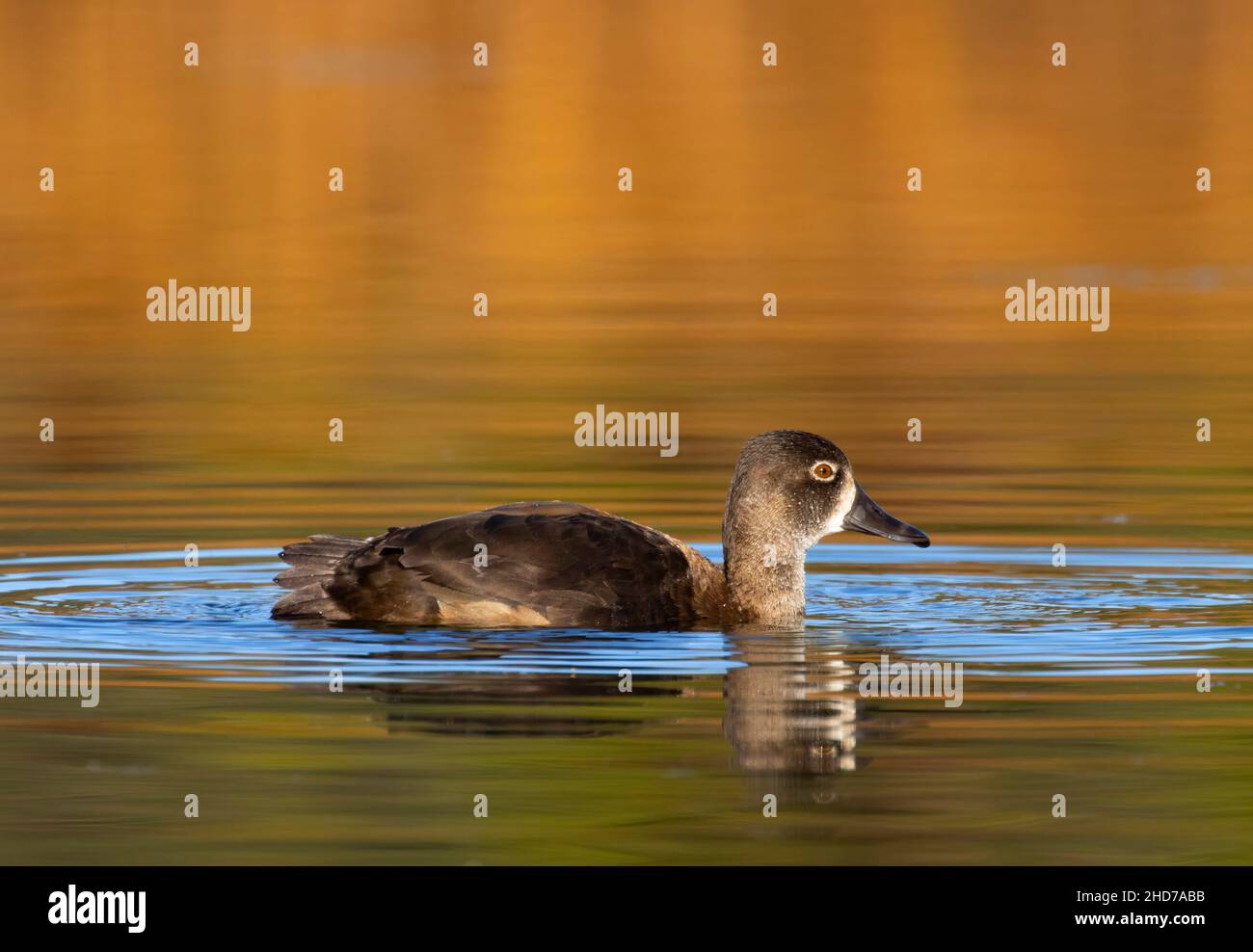 Ring-necked duck (Aythya collaris) at Hosmer Lake, Cascade Lakes National Scenic Byway, Deschutes National Forest, Oregon. Stock Photo