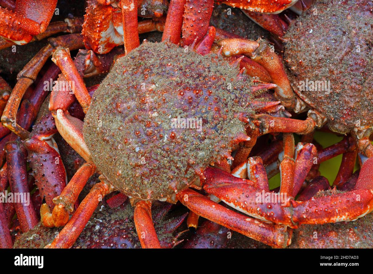 Sea spider crab for sale at a French seafood market in Brittany Stock