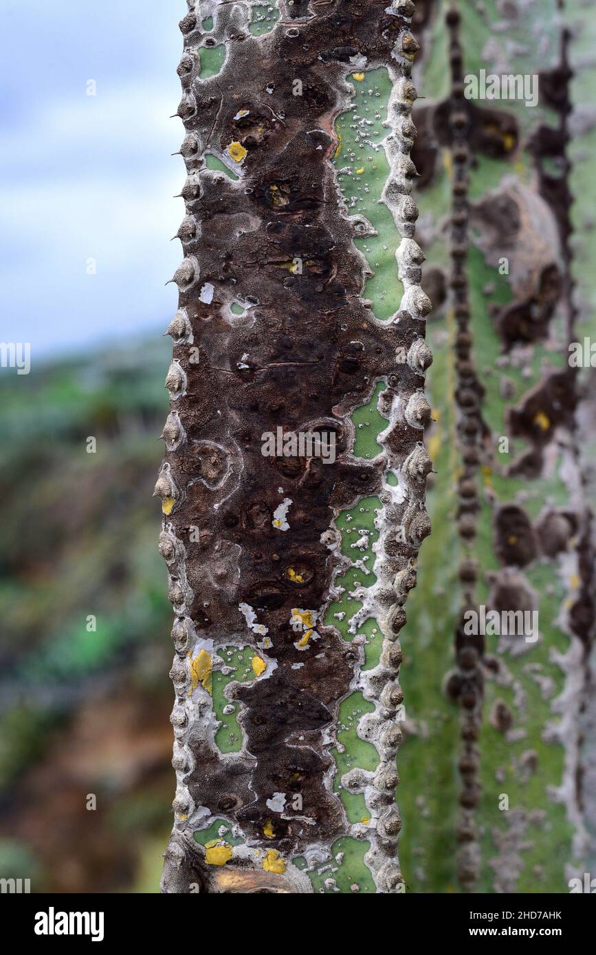 Epiphytic lichen on Euphorbia canariensis stem. La Palma, Canary Islands, Spain. Stock Photo