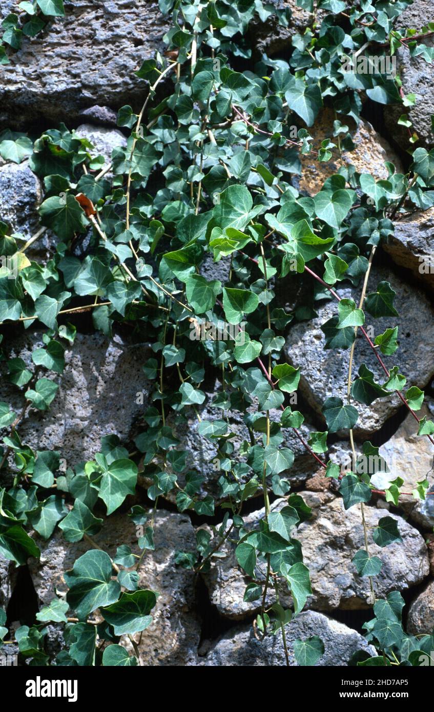 Canarian ivy (Hedera canariensis) is a perennial climbing plant native to Canary Islands and northern Africa. Stock Photo