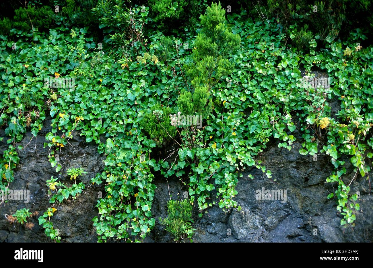 Canarian ivy (Hedera canariensis) is a perennial climbing plant native to Canary Islands and northern Africa. This photo was taken in La Gomera, Stock Photo