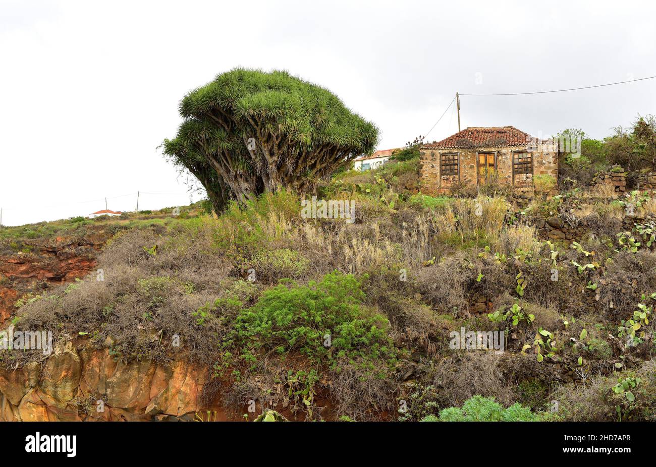 Drago (Dracaena draco draco) is a tree endemic to Canary Islands and Madeira. This photo was taken in Garafia (dragos de Salvatierra), La Palma, Stock Photo