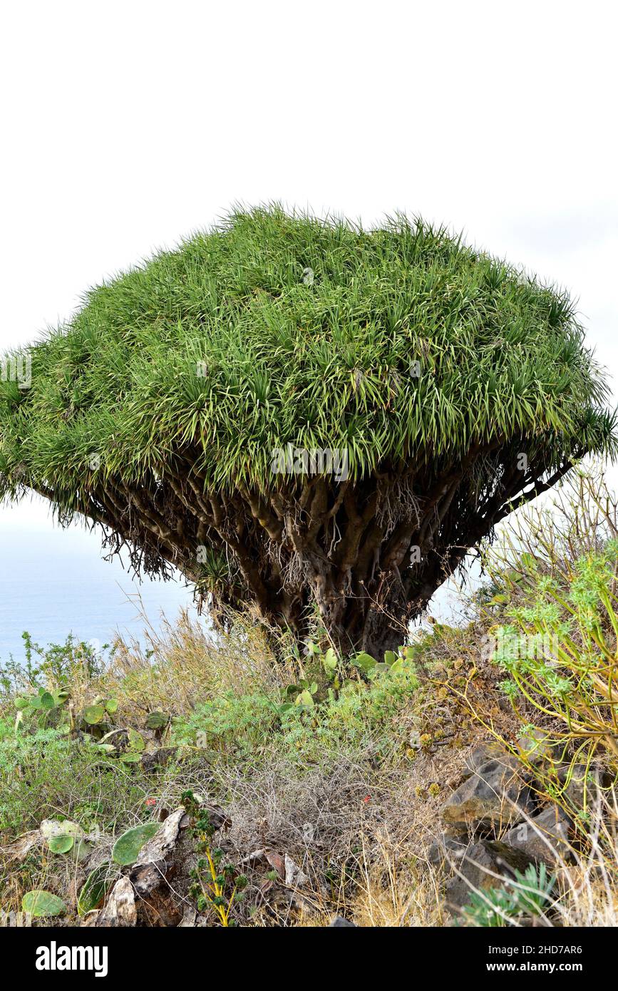 Drago (Dracaena draco draco) is a tree endemic to Canary Islands and Madeira. This photo was taken in Garafia (dragos de Salvatierra), La Palma, Stock Photo