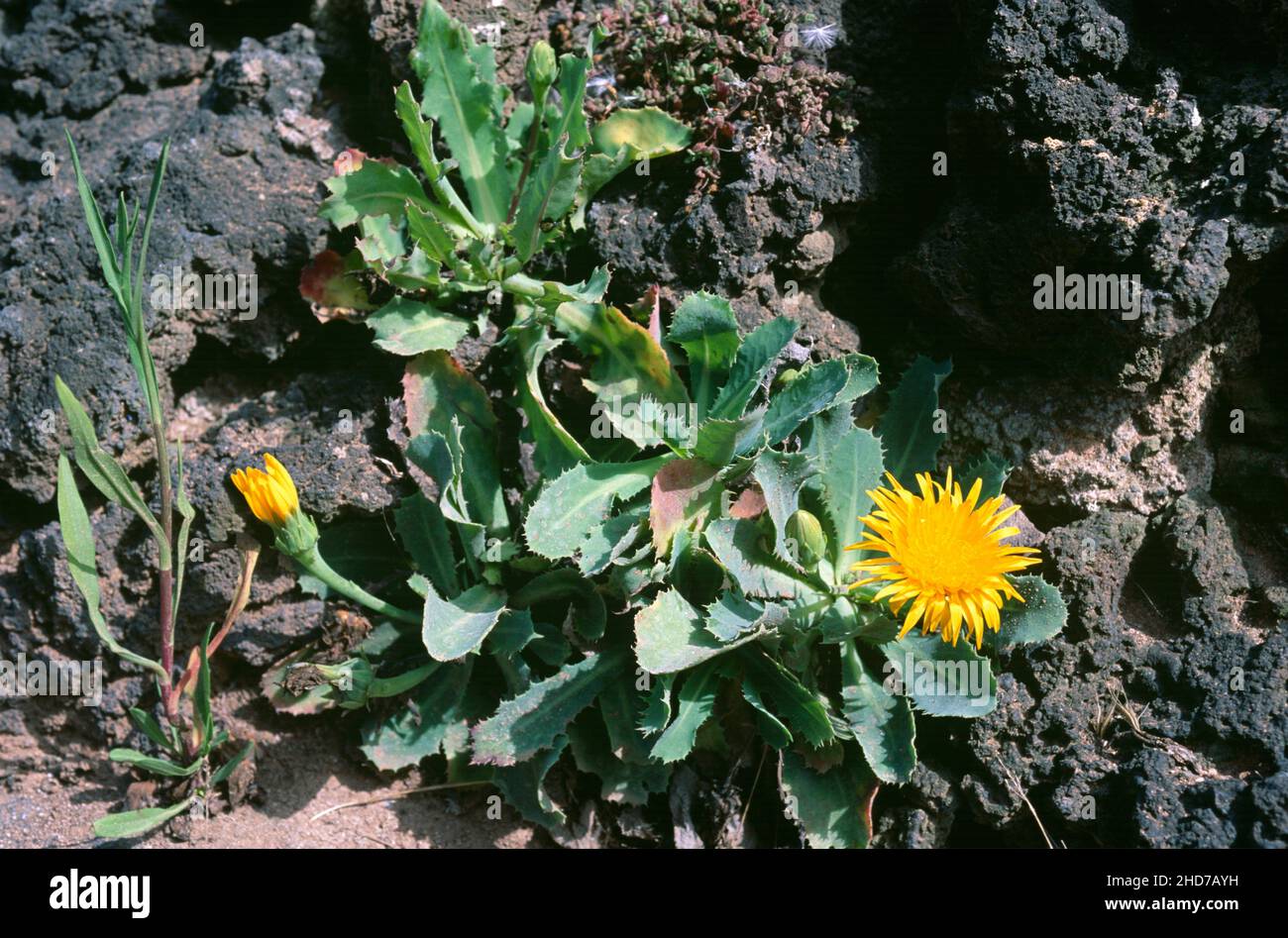 Cerraja de costa (Reichardia ligulata) is a perennial herb endemic to Canary Islands. Stock Photo