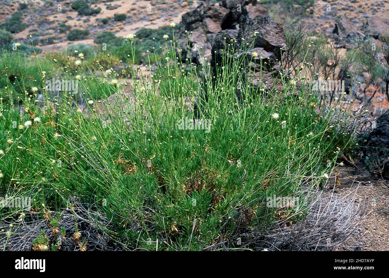Cabezon de la cumbre (Cheirolophus teydis) is a shrub endemic to Tenerife and La Palma mountains. This photo was taken in Las Canadas del Teide Stock Photo