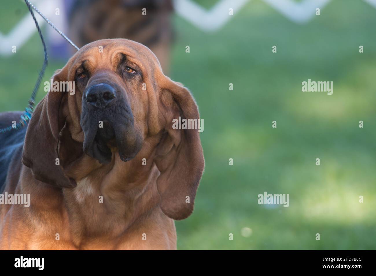 Bloodhound close up in dog show ring Stock Photo Alamy