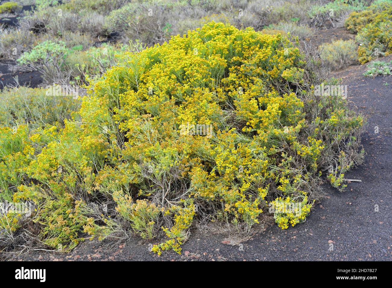 Salado blanco or dama (Schizogyne sericea) is a shrub endemic to Macaronesia (Canary Islands and Savage Islands). This photo was taken in Stock Photo