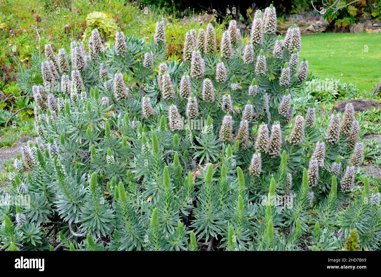 Taginaste de El Hierro (Echium hierrense) is a shrub endemic to El Hierro, Canary Islands, Spain. Stock Photo
