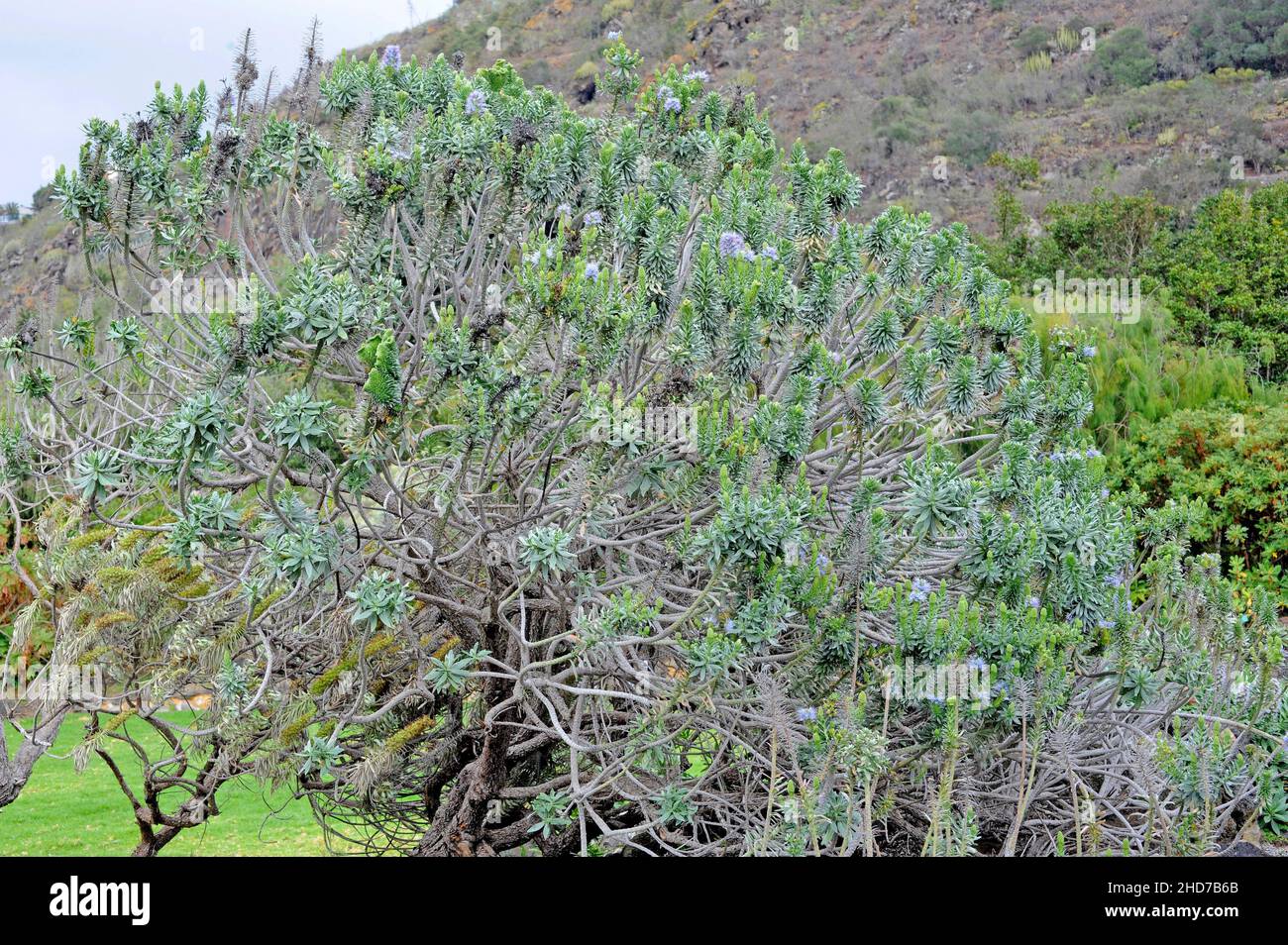 Taginaste de El Hierro (Echium hierrense) is a shrub endemic to El Hierro, Canary Islands, Spain. Stock Photo