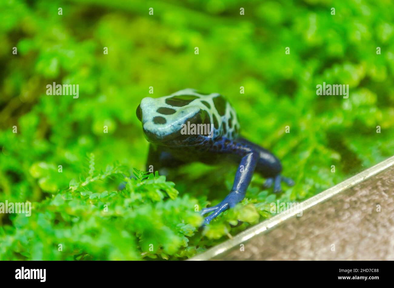 Blue Tropical Poison Dart Frog Sitting on Green Leaves. Natural Environment. Wildlife Photography. Stock Photo