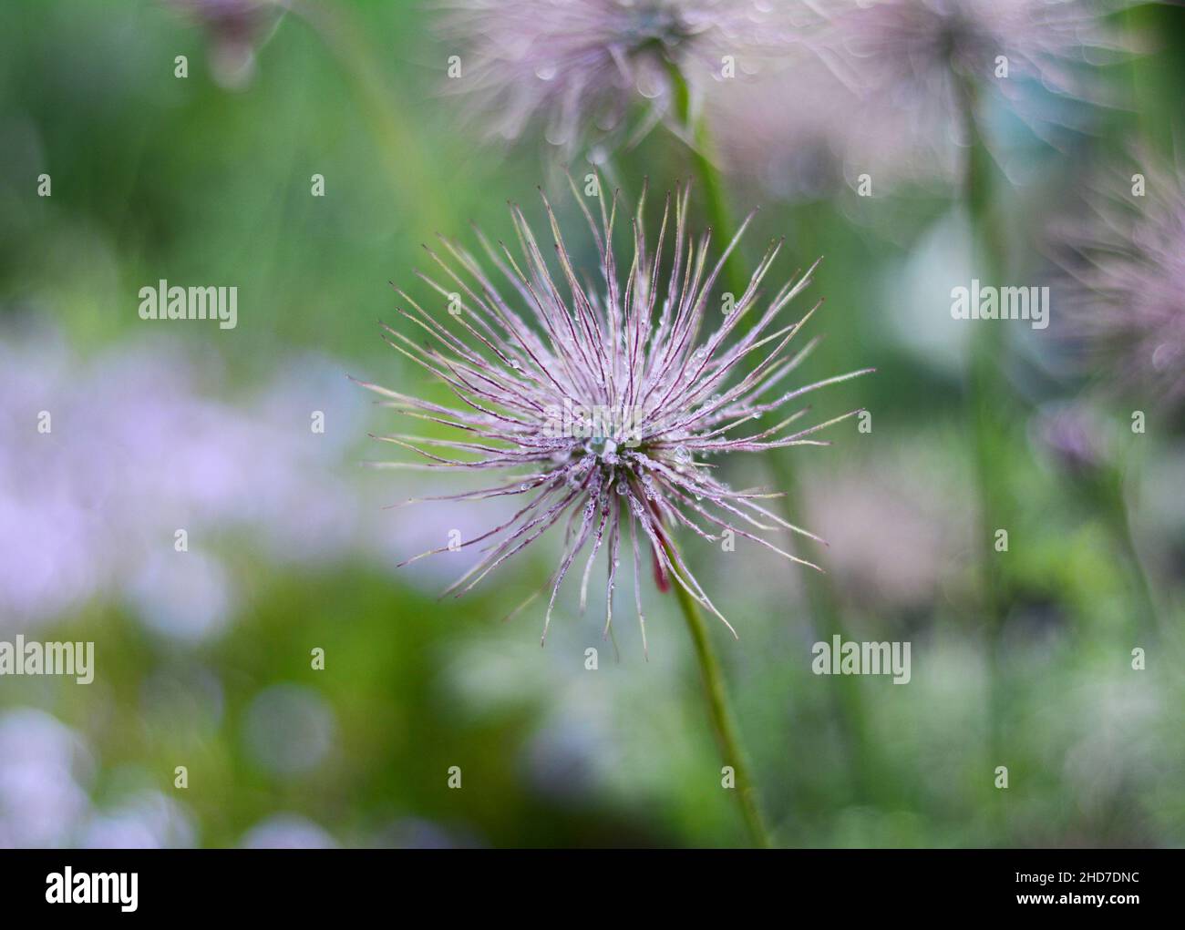 A close-up on pink pulsatilla patens, pacific anemone, anemone multifida flowers, cutleaf anemone decorative fluffy flowers after a blooming period. Stock Photo