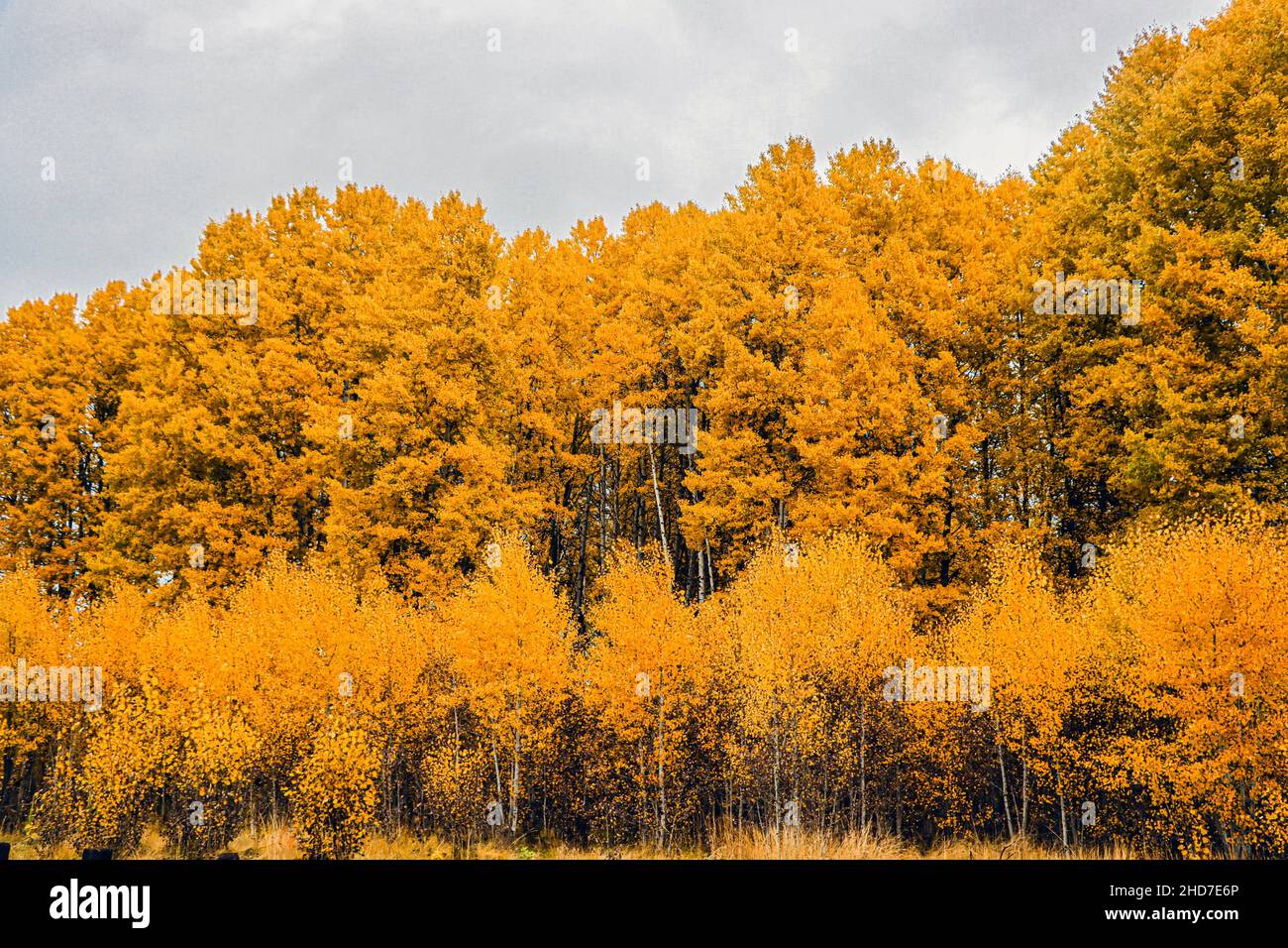 Aspen trees (Populus tremuloides) in fall colors near the Wood River in