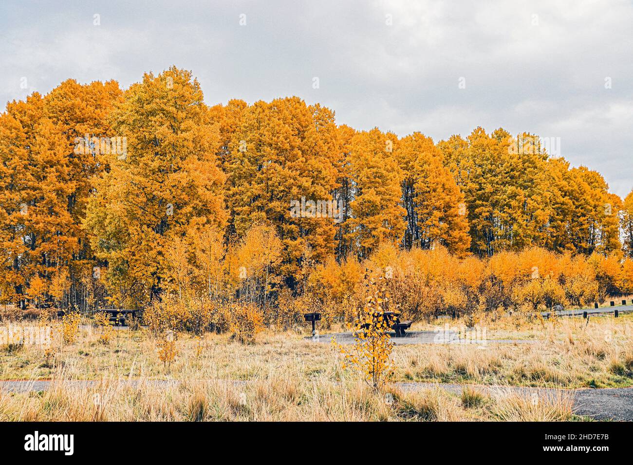 Aspen trees (Populus tremuloides) in fall colors at the Wood River Day