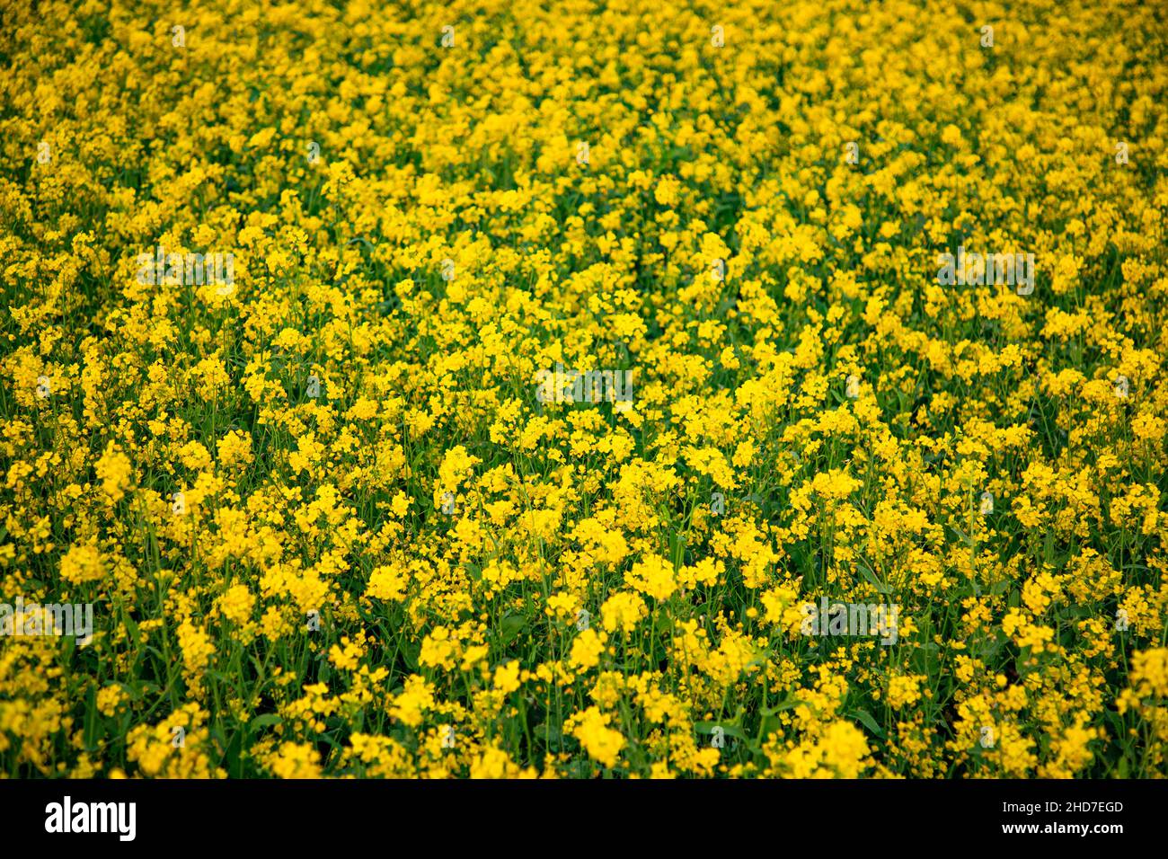 Bloom Mustard Flowers Beautiful scenery in the field Stock Photo Alamy