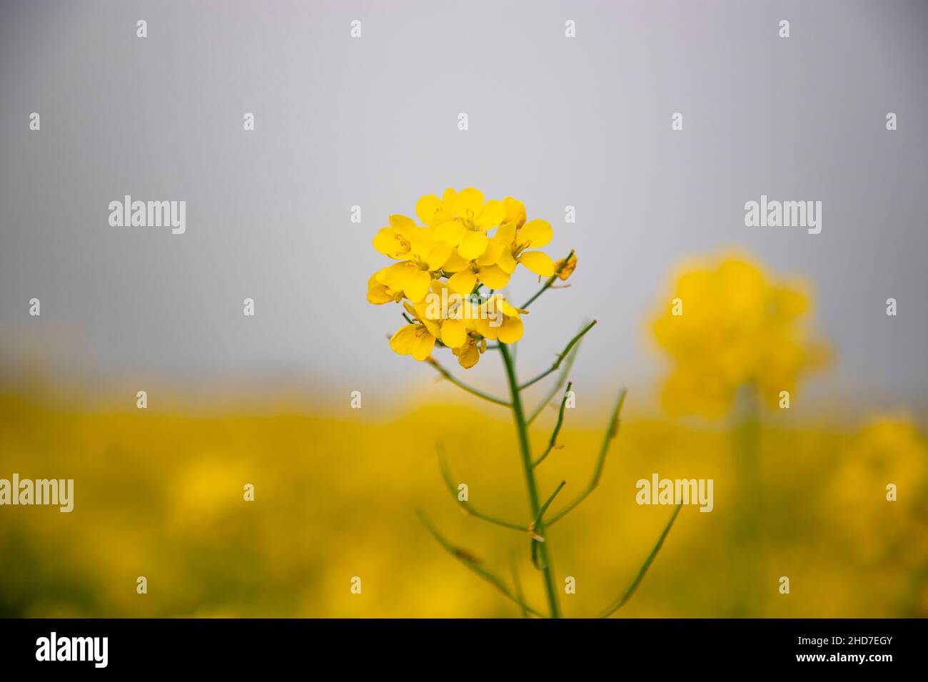 Close-up focus a Yellow Mustard Flower with Blurry Background Natural view. Stock Photo