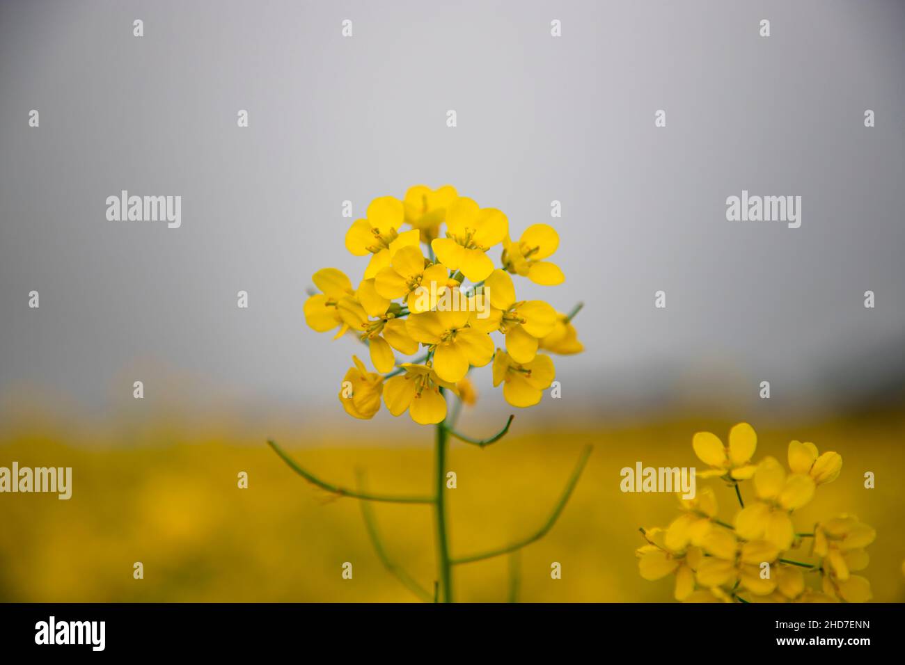 Close-up focus a Yellow Mustard Flower with Blurry Background Natural view. Stock Photo