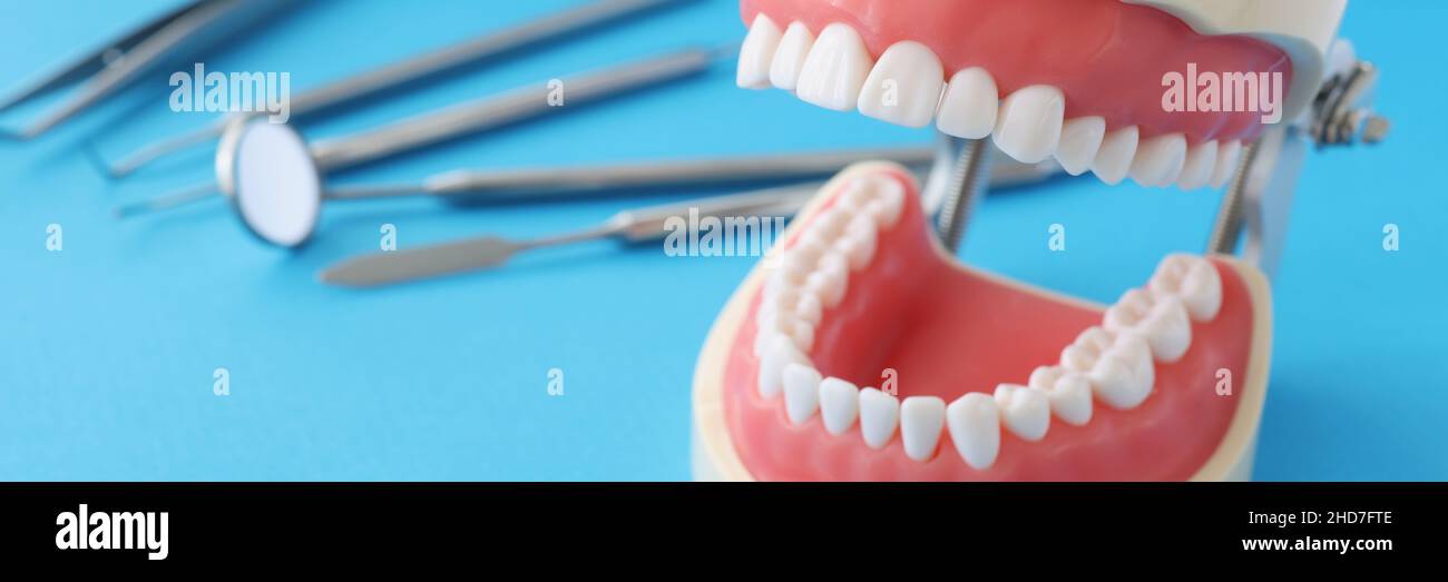 Artificial jaw with equal beautiful teeth and dental instrument on table Stock Photo