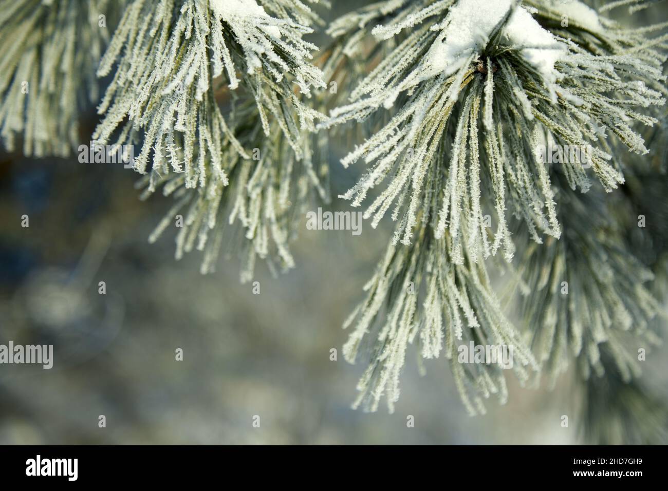 Snow-covered close up tree branch. Winter background Stock Photo - Alamy