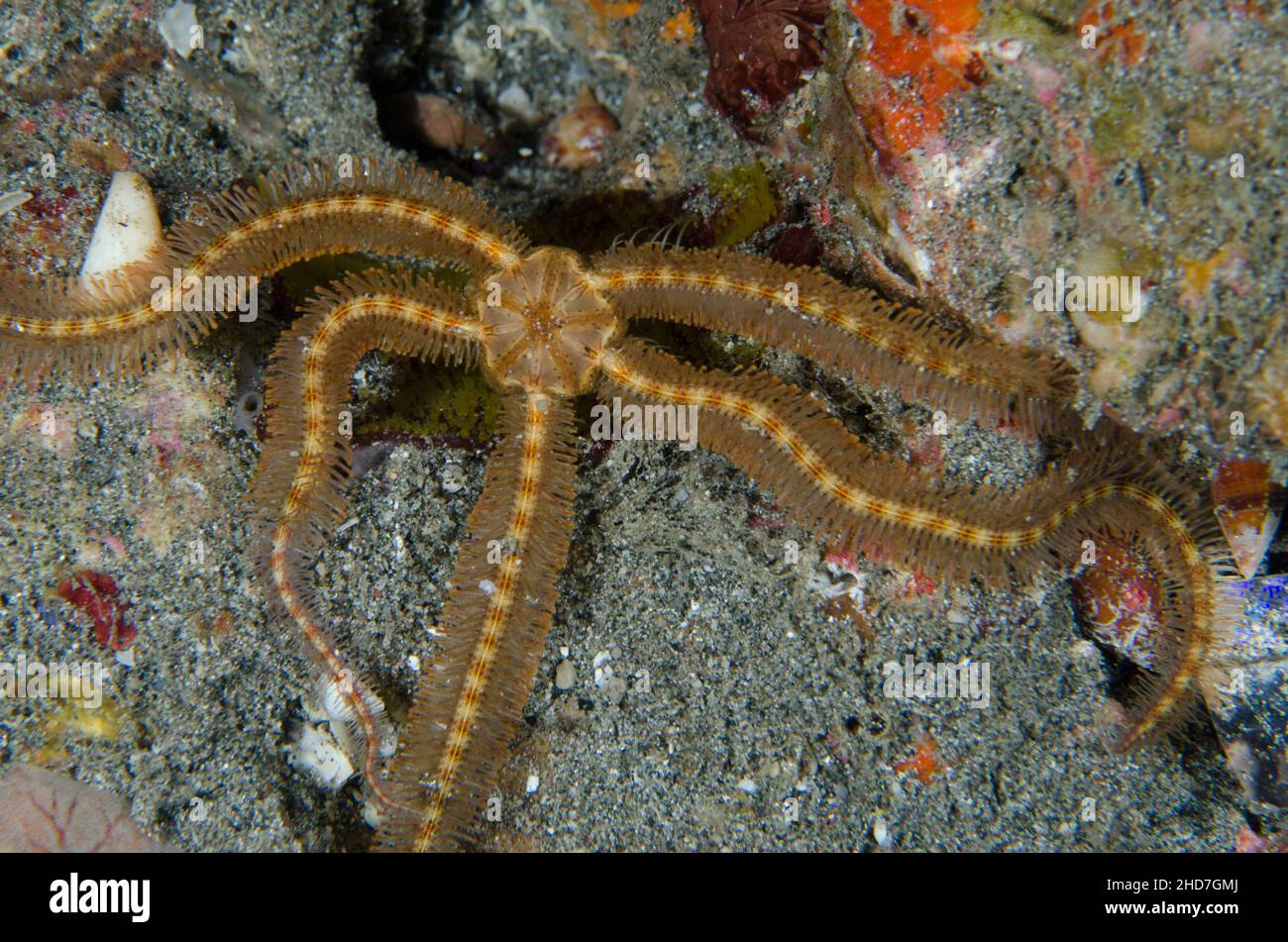 Yellow-lined Brittle Star (Macrophiothrix sp), Jetty dive site, Padang Bai, Bali, Indonesia. Stock Photo