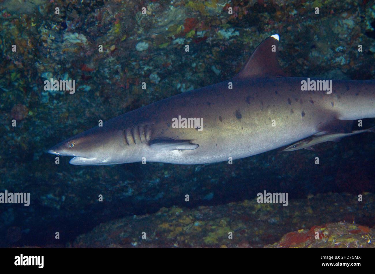 Whitetip Reef Shark (Triaenodon obesus) with Slender Suckerfish (Echeneis naucrates), Biaha dive site, Candidasa, Bali, Indonesia. Stock Photo