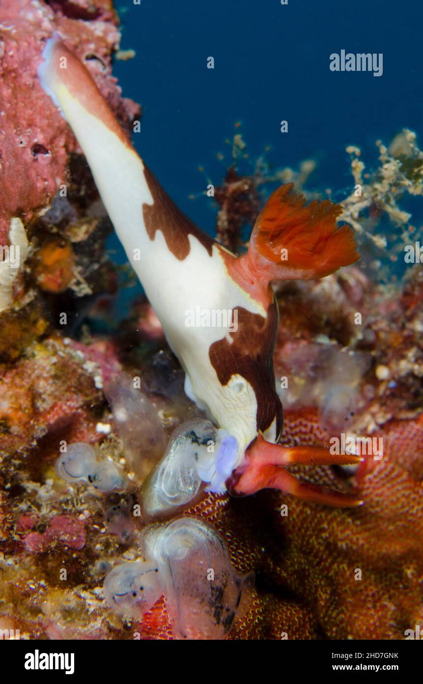 Chamberlaini's Nudibranch (Nembrotha chamberlaini) feeding on Sea Squirt (Tunicata subphylum),, Gili Mimpang dive site, Candidasa, Bali, Indonesia. Stock Photo
